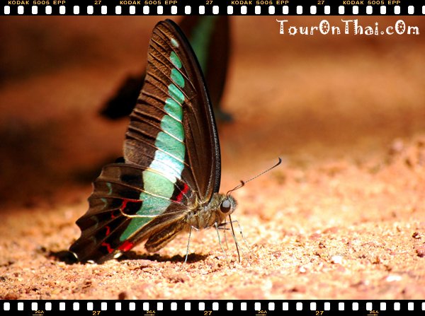 อุทยานแห่งชาติปางสีดา