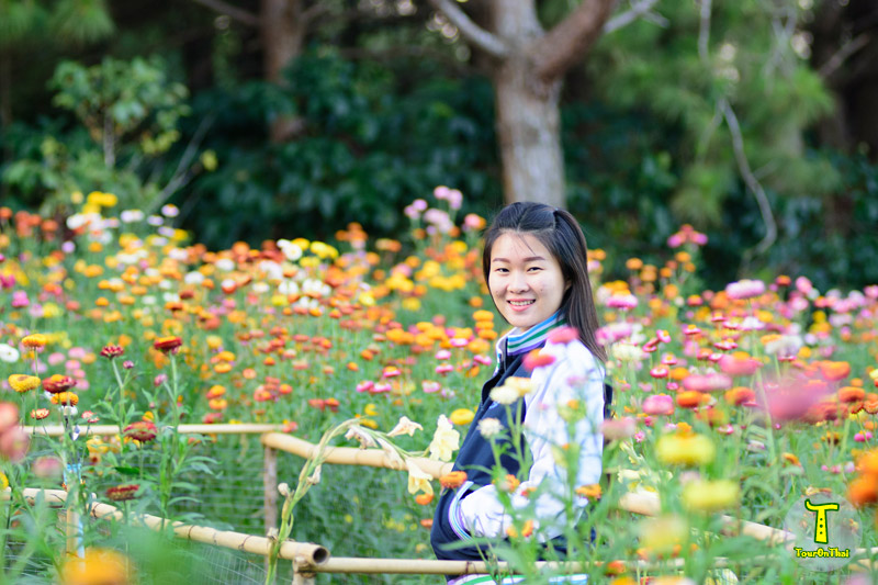 ทุ่งดอกกระดาษ โครงการพัฒนาป่าไม้ ตามแนวพระราชดำริภูหินร่องกล้า