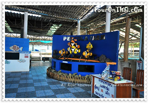 จ่ายค่าเข้าชมเพอคูล่าฟาร์ม