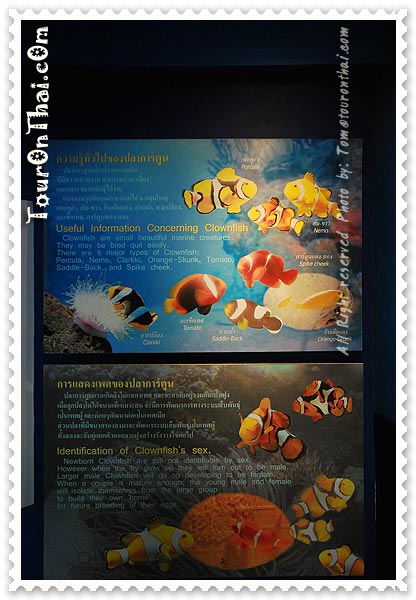 เริ่มต้นชมนิทรรศการเกี่ยวกับปลาการ์ตูน