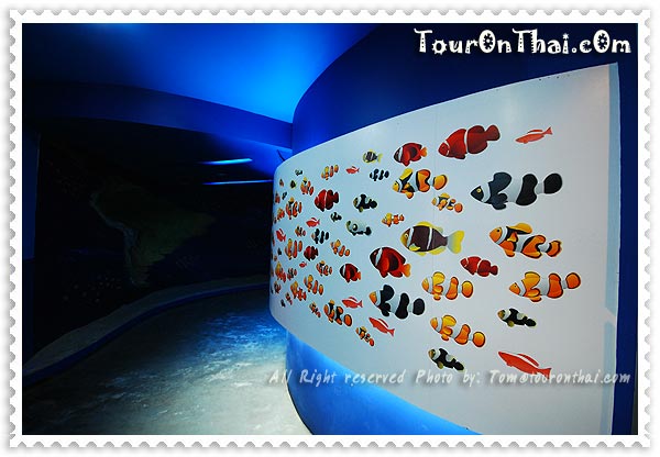 รูปปลาการ์ตูนชนิดต่างๆ