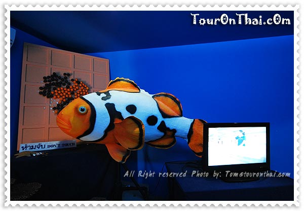 ชมวิดีทัศน์ปลาการ์ตูน