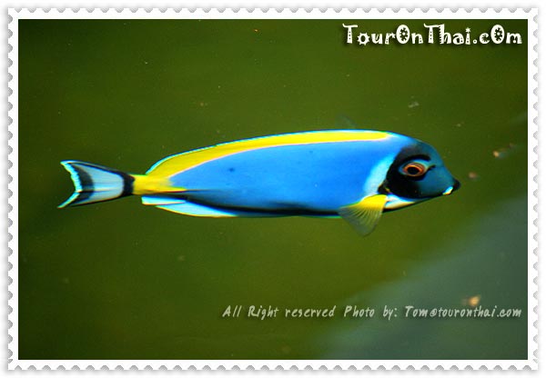 ชมปลาทะเลที่เพอคูล่าฟาร์ม