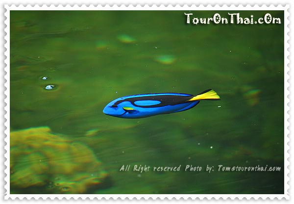 เพอคูล่าฟาร์ม ชลบุรี-ชลบุรี