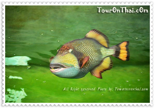 ชมปลาทะเลที่เพอคูล่าฟาร์ม