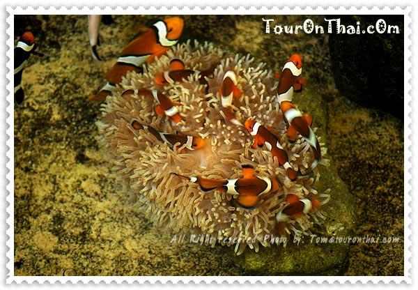 บ่อปลาการ์ตูน Percula Farm