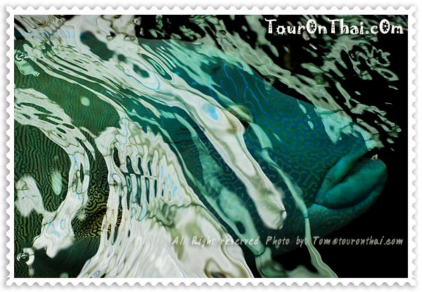 ปลานกขุนทองหัวโหนก