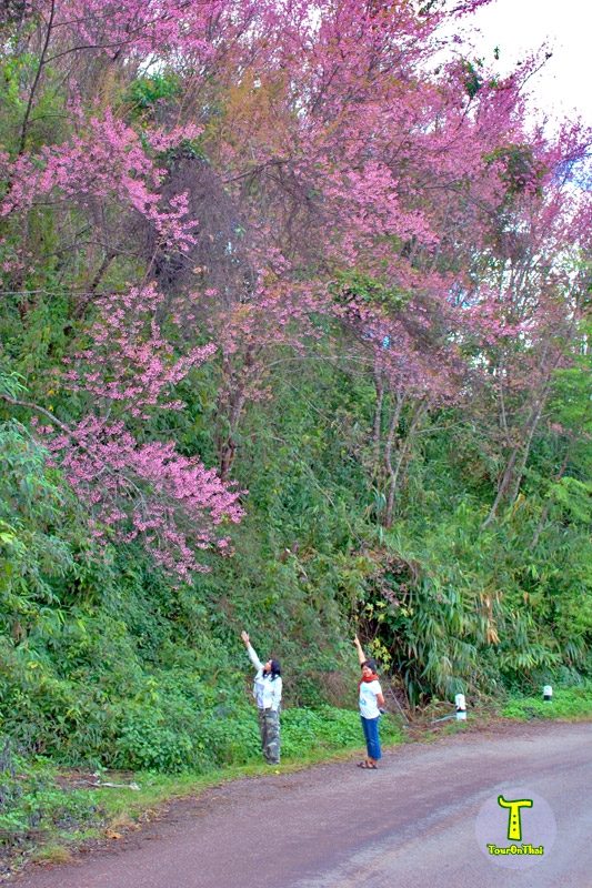 บานสะพรั่ง