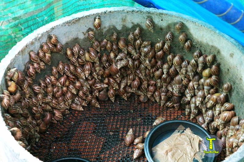 เปิดตัวอาช่าเซรั่ม เปลี่ยนหอยทากร้ายกลายเป็นสัตว์เศรษฐกิจ พลิกชีวิตเกษตรกรไทย