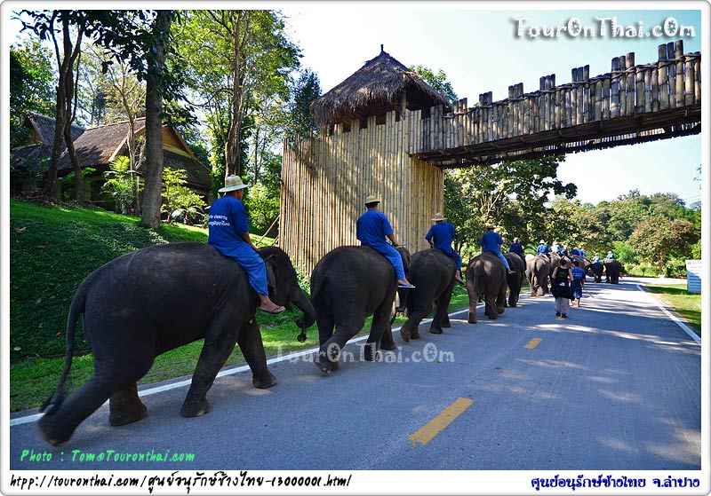 เดินทางสู่ลานแสดงช้าง