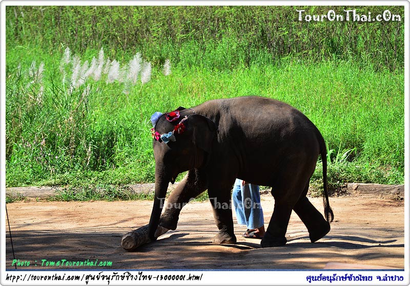 Thai Elephant Conservation Center,ศูนย์อนุรักษ์ช้างไทย ลำปาง