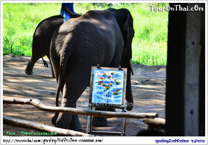 Thai Elephant Conservation Center,ศูนย์อนุรักษ์ช้างไทย ลำปาง