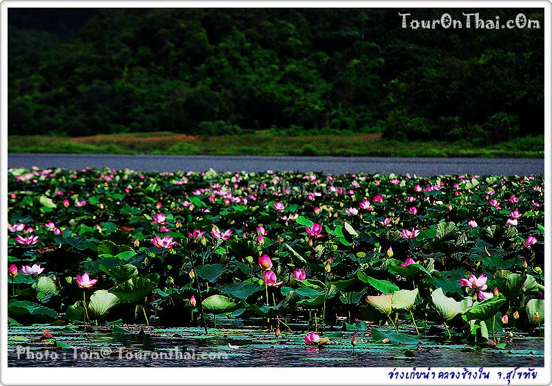Tha Din Daeng Reservoir