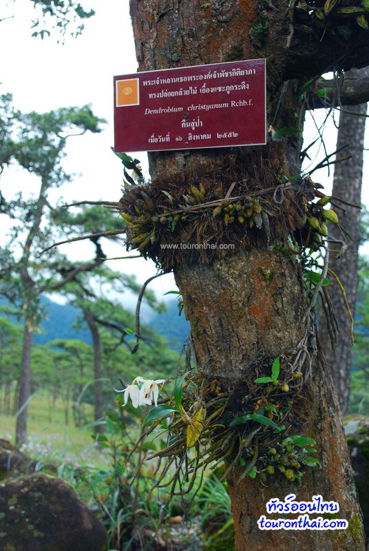 Phu Soi Dao National Park