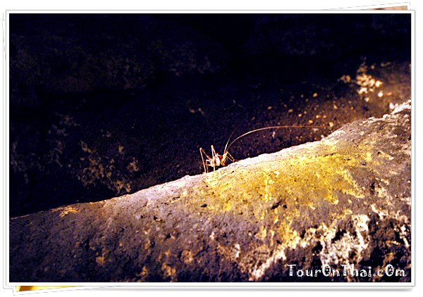 จิ้งหรีดถ้ำ (Cave cricket)