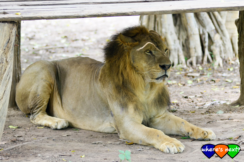 Safari Park Open Zoo&Camp Kanchanaburi