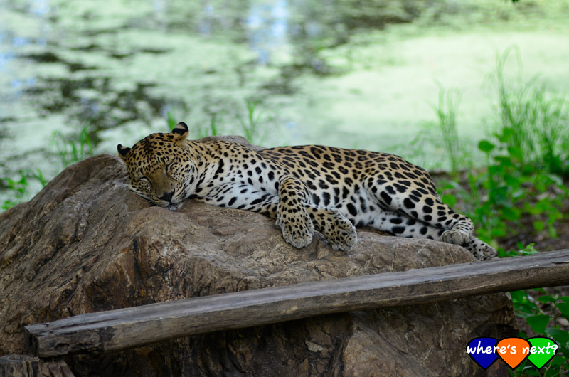 Safari Park Open Zoo&Camp Kanchanaburi