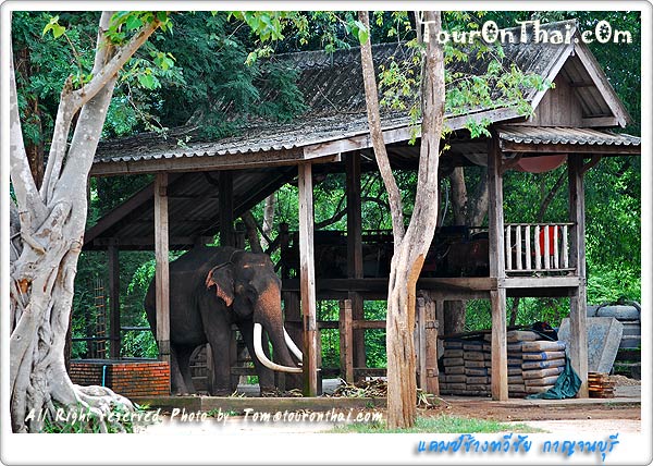 Taweechai Elephant Camp,แคมป์ช้าง ทวีชัย กาญจนบุรี