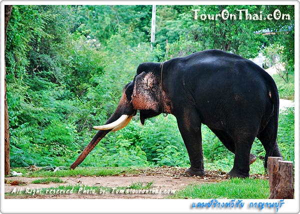 Taweechai Elephant Camp,แคมป์ช้าง ทวีชัย กาญจนบุรี
