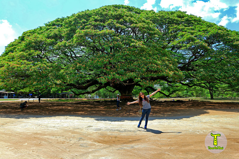 Giant Rain Tree,ต้นจามจุรียักษ์ กาญจนบุรี