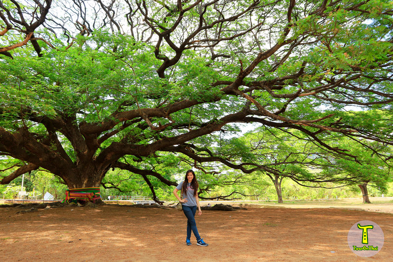 Giant Rain Tree,ต้นจามจุรียักษ์ กาญจนบุรี