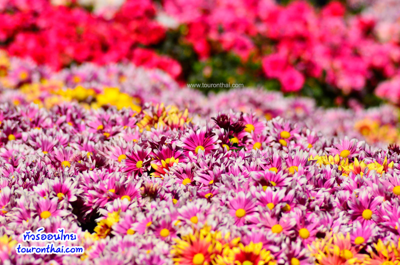 Chiang Rai Asian Flower Festival