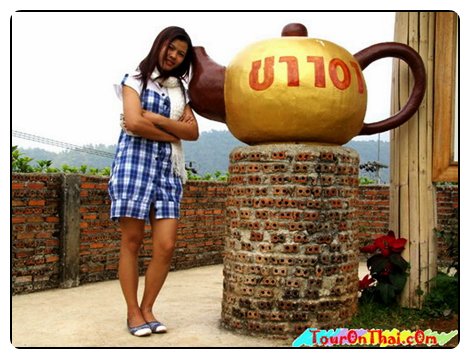 101 Tea Plantation, Mae Salong,ไร่ชา 101 เชียงราย