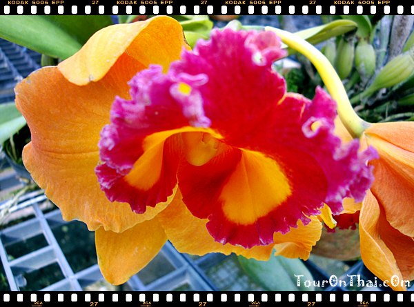 Air Orchids,แอร์ออร์คิด นครปฐม