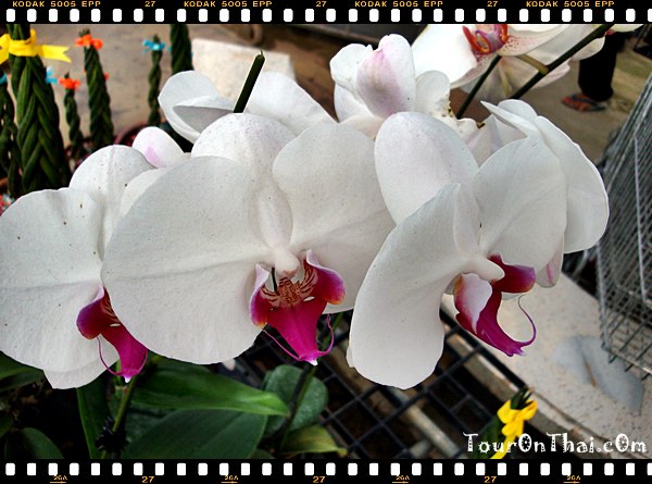 Air Orchids,แอร์ออร์คิด นครปฐม