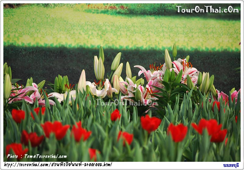 Non Tulips Garden,สวนทิวลิปนนท์ นนทบุรี
