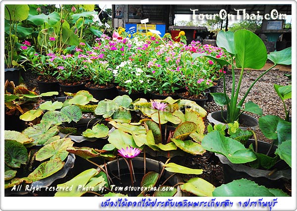 ,เมืองไม้ดอกไม้ประดับเฉลิมพระเกียรติฯ ปราจีนบุรี