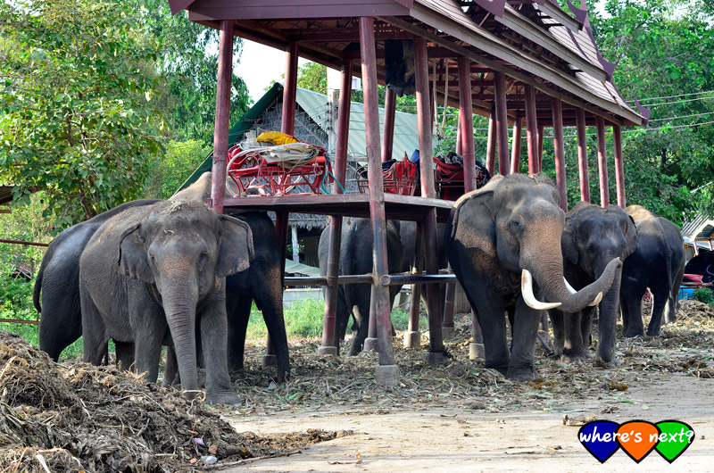 Ayutthaya Elephant Kraal Pavilion (Elephant Camp)