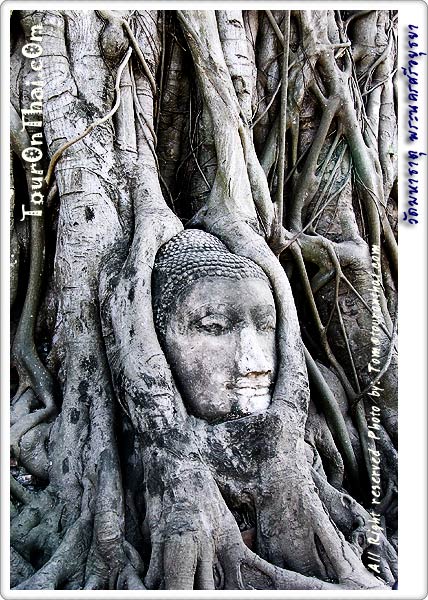 Head of Buddha image on the roots