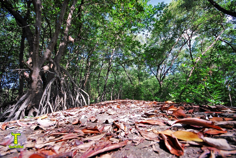Bang Tabun Mangrove,ศูนย์อนุรักษ์และศึกษาระบบนิเวศป่าชายเลน บางตะบูนวิทยา