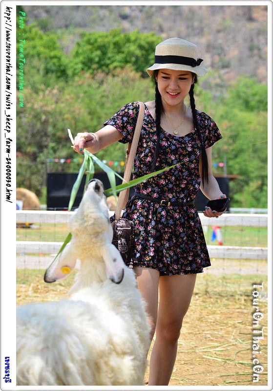Swiss Sheep Farm เพชรบุรี