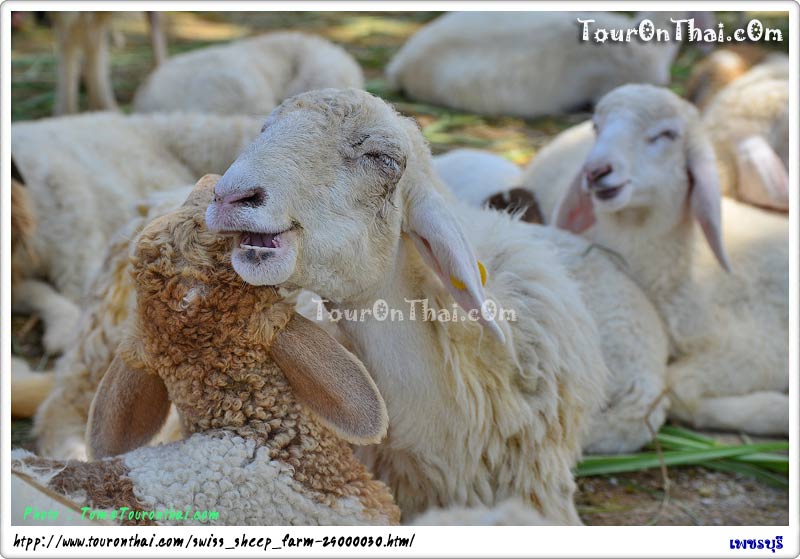 Swiss Sheep Farm,Swiss Sheep Farm เพชรบุรี