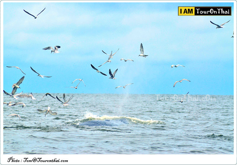 Whale Watching Boat Trip,วาฬบรูด้า บางตะบูน เพชรบุรี