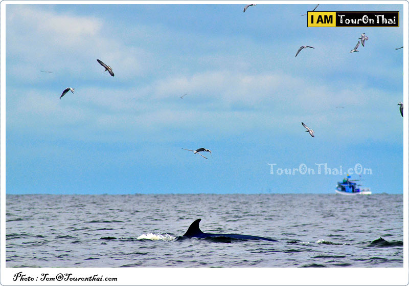 Whale Watching Boat Trip,วาฬบรูด้า บางตะบูน เพชรบุรี