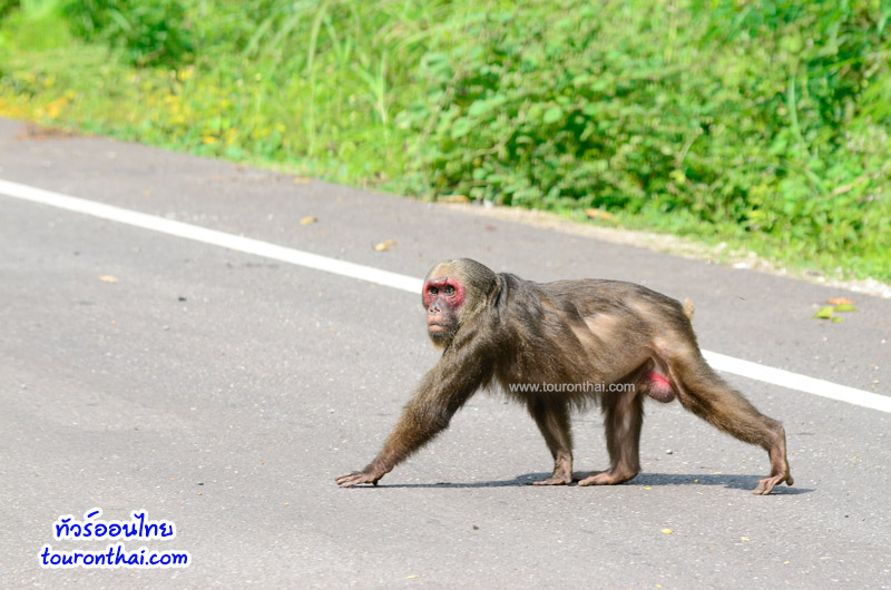 ลิงข้ามถนน
