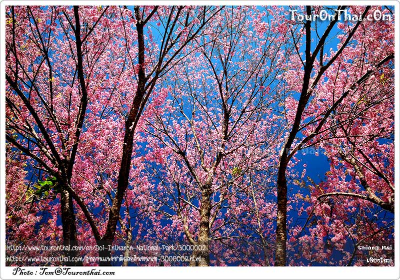 Wild Himalayan Cherry (Thai Sakura),