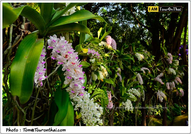 The Blooms Orcid Park,อุทยานกล้วยไม้เดอะบลูมส์ออร์คิดพาร์ค ราชบุรี