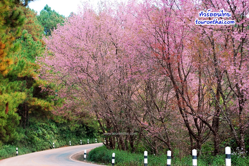 Doi Angkhang - Cherry Blossom