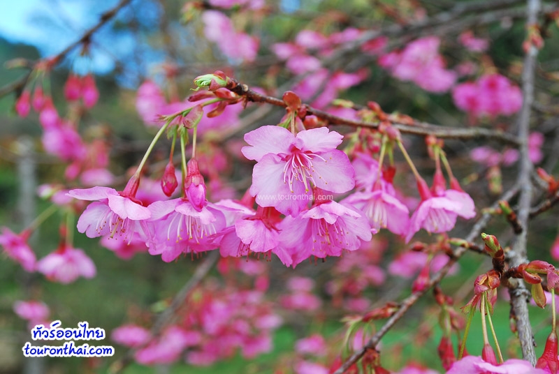 Doi Angkhang - Cherry Blossom,ดอยอ่างขาง เชียงใหม่