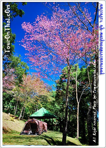 Doi Suthep-Pui National Park,อุทยานแห่งชาติดอยสุเทพ-ปุย เชียงใหม่