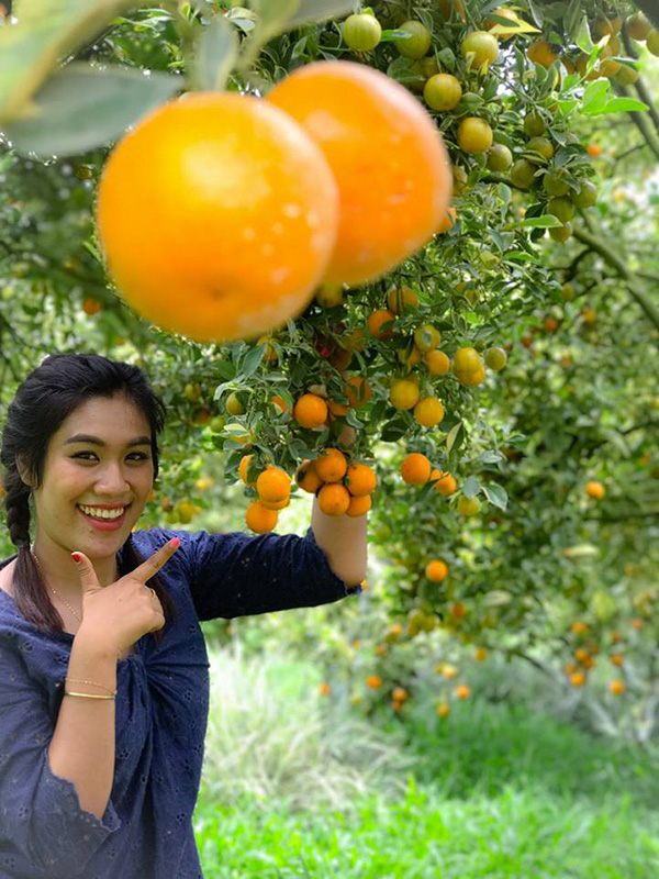 Thanathon Orange Orchard,สวนส้มธนาธร เชียงใหม่