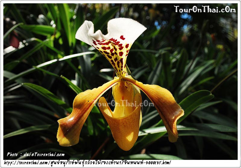 Inthanon Lady Slipper Orchid Under Initiative Conservation Project,ศูนย์อนุรักษ์พันธุ์กล้วยไม้รองเท้านารีอินทนนท์ เชียงใหม่