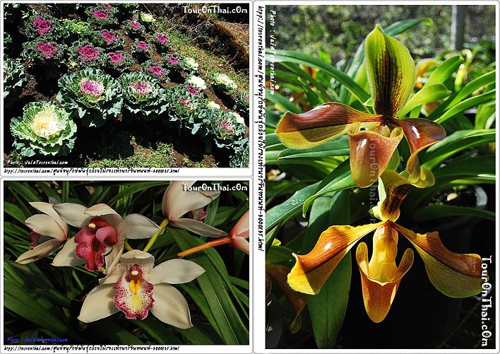 Inthanon Lady Slipper Orchid Under Initiative Conservation Project,ศูนย์อนุรักษ์พันธุ์กล้วยไม้รองเท้านารีอินทนนท์ เชียงใหม่
