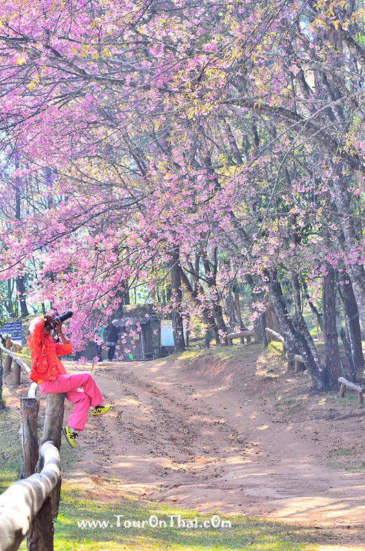 Doi Khun Mae Ya - Cherry Blossom,พญาเสือโคร่งขุนแม่ยะ เชียงใหม่