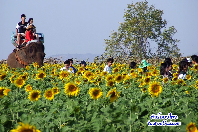 Jampee Sunflowers field,จำปี ทุ่งทานตะวัน ลพบุรี