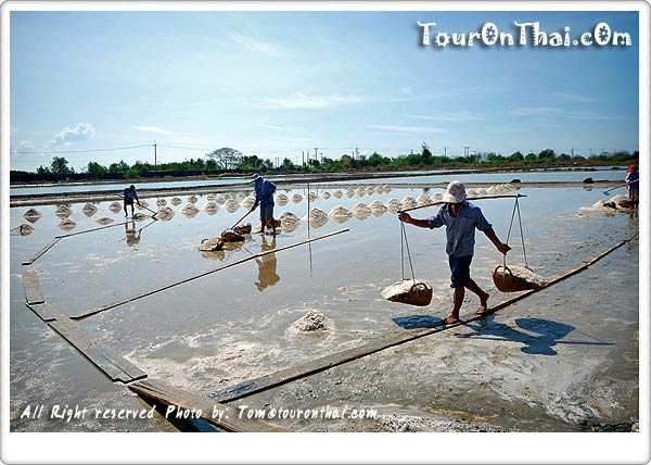 Saline Fields, Samut Sakhon,นากุ้งนาเกลือ สมุทรสาคร